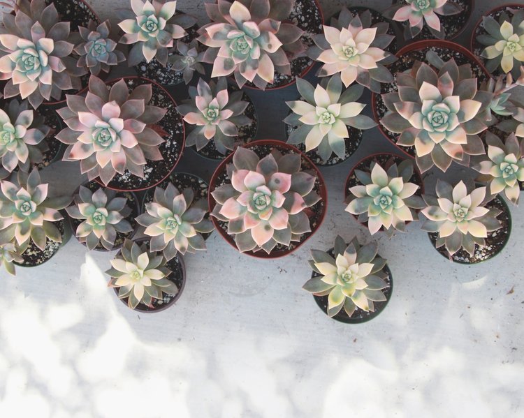 Needles + Leaves 2.0